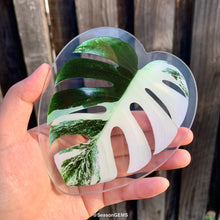 Load image into Gallery viewer, Realistic Monstera leaf Coaster | Tropical Plant Coaster | Coffee Coaster | Drink Coaster