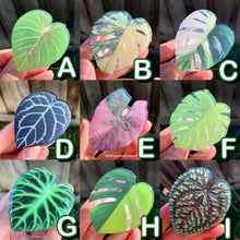 Load image into Gallery viewer, 1 pcs Tropical Plant Phone Grip / Realistic leaf Acrylic Switchble Phone stand (sell by code)