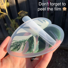 Load image into Gallery viewer, Realistic Variegated Monstera Albo (Coaster, Phone Grip, Retractable Badge Reel, Keychain, Magnet)