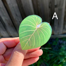 Load image into Gallery viewer, 1 pcs Tropical Plant Phone Grip / Realistic leaf Acrylic Switchble Phone stand (sell by code)