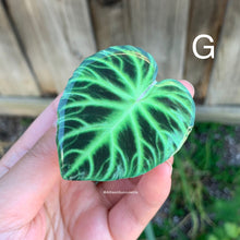 Load image into Gallery viewer, 1 pcs Tropical Plant Phone Grip / Realistic leaf Acrylic Switchble Phone stand (sell by code)