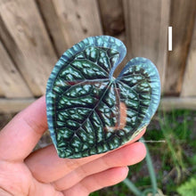 Load image into Gallery viewer, 1 pcs Tropical Plant Phone Grip / Realistic leaf Acrylic Switchble Phone stand (sell by code)