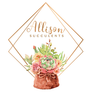Allison Succulents