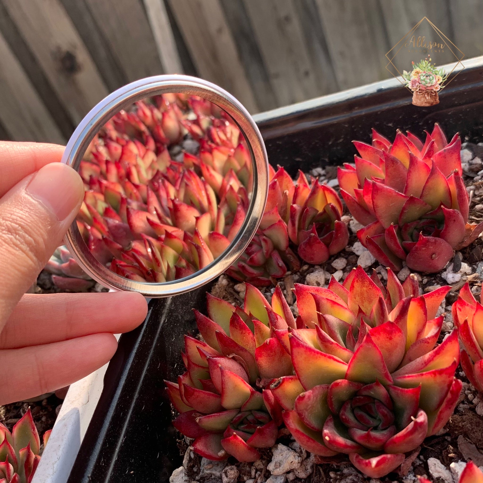 rainbow succulent wreath Rainbow Holographic “Allison Succulents wreath” Pocket Mirror