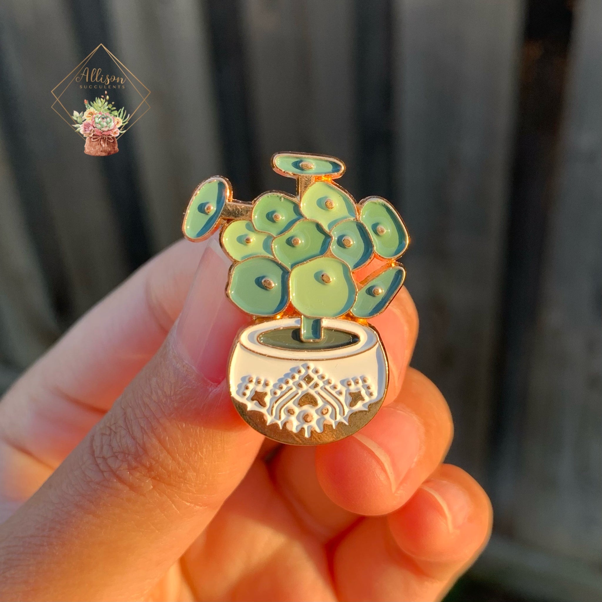 1 pcs Pilea peperomioides Pin/ Monstera Pin/ Crazy Plant Lady Pin – Allison  Succulents